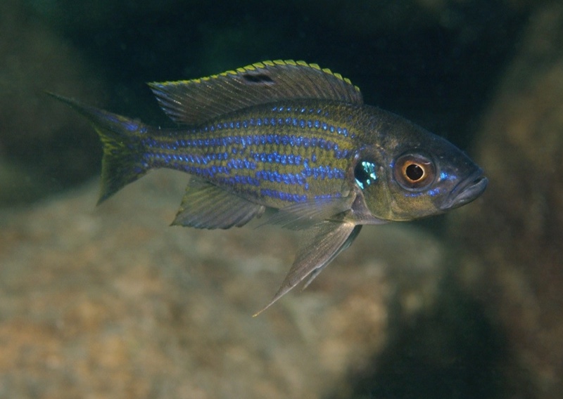 Aulonocranus dewindti 'Izinga Island'